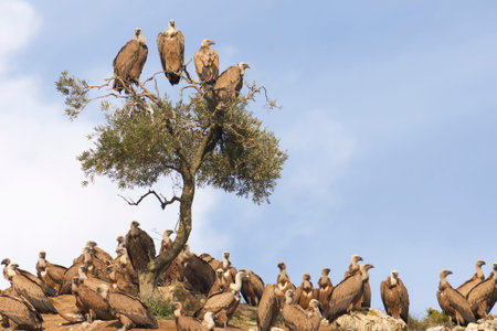 flock of griffon vultures (Gyps fulvus) in the dung of Ca? ? ete la Real in Malaga. Andalusia, Spain