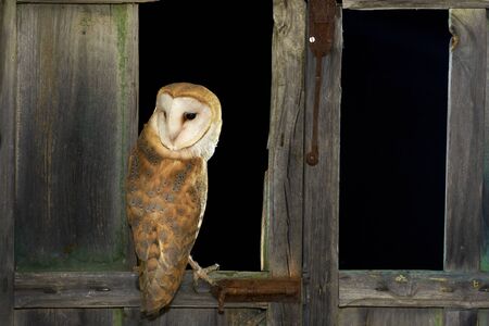 Field owl. Asio flammeus. Country owl on old wooden window. Spain. Europeの写真素材