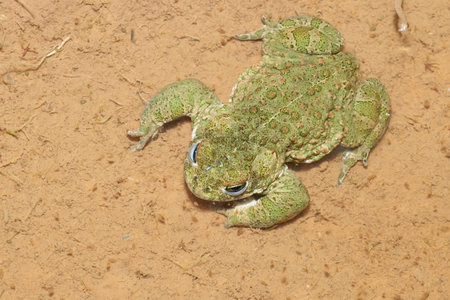 green frog submerged in crystal clear water of a lake