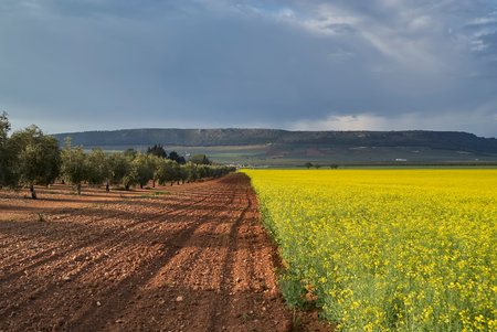 Rapeseed oil and olive oil crops in Antequera, Malaga. Spain.