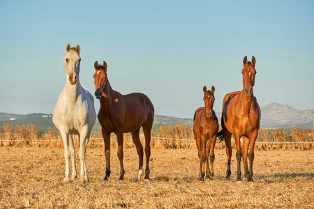 group of brown and white horses of Spanish breed with a calf on a farm in Malaga. Andalusia, Spain