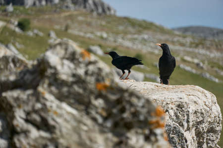 Red-billed chough (Pyrrhocorax pyrrhocorax) in southern Spain.の写真素材