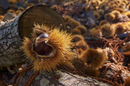 Chestnut forest and chestnut fruits in the Genal Valley, province of Malaga. Spainの写真素材