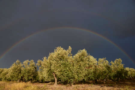 rainbow over an olive grove in Estepa. Andalusia, Seville. Spainの写真素材