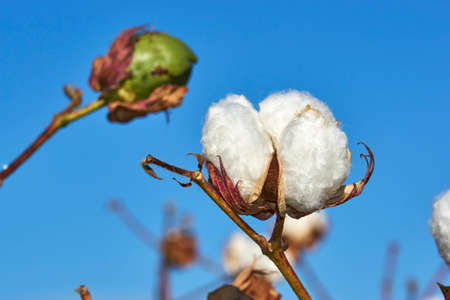 cotton plantation in Almodovar del rio, province of Seville. Andalusia, Spainの写真素材