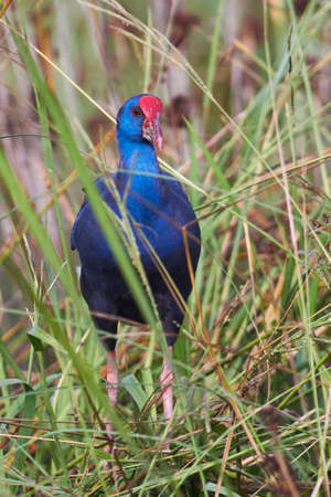 Purple gallinule (Porphyrio porphyrio) walking on reeds in a Motril lagoon. Andalusia, Spainの写真素材