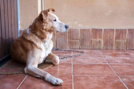 guard dog tied to a chain guarding the entrance of a house. Spainの写真素材