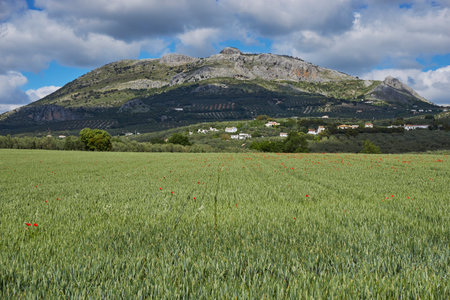 green wheat field with mountains in the background in the province of Granada. Andalusia, Spainの写真素材