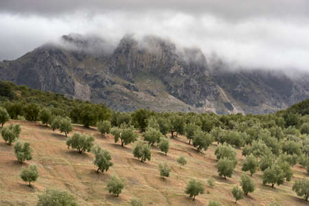 olive grove in the natural park of the Subbetic mountains in Cordoba. Andalusia, Spainの写真素材
