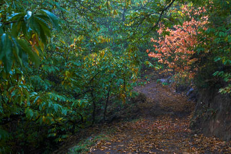 Chestnut forest and chestnut fruits in the Genal Valley, province of Malaga. Andalusia, Spainの写真素材
