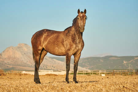 brown Spanish horse standing in the sun in Antequera, Malaga. Andalusia, Spainの写真素材