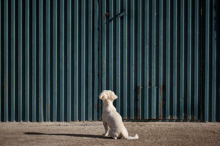 small size dog that has been stranded outside his home in front of a green garage. Spain