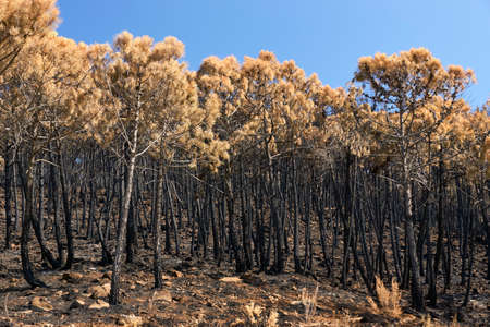 Fire in Jubrique, border with Sierra Bermeja in the Genal Valley, Malaga. Andalusia, Spain. September 2021の写真素材