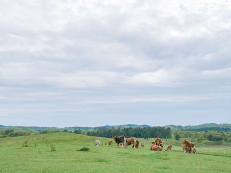 Cows in a herd are grazing on a meadow in Denmarkの写真素材