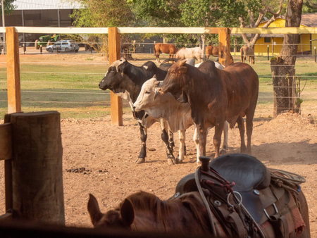 Cattle and saddled horse in a corralの写真素材