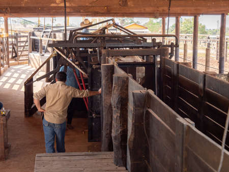 Overview of corral for weighing and driving cattle of for saleの写真素材