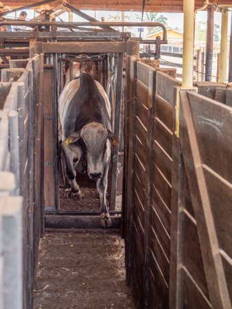 A head of nellore cattle have just been weighed and is moving on inside a corralの写真素材