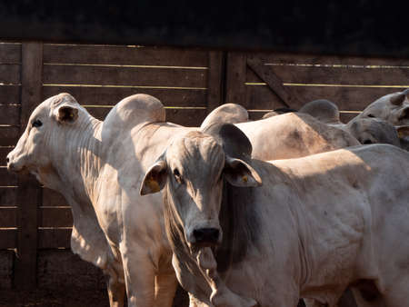 Nellore cattle in a corral waiting to be weighed and soldの写真素材