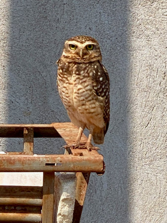 The burrowing owl (Athene cunicularia), also called the shocoの写真素材