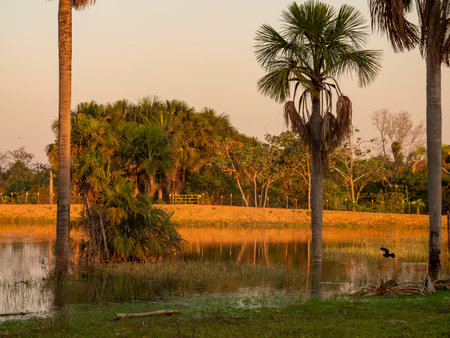 Sunset around the pond on a farm in rural Brazilの写真素材