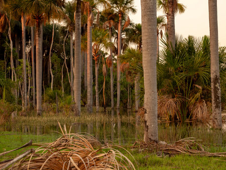 Sunset around the pond on a farm in rural Brazilの写真素材