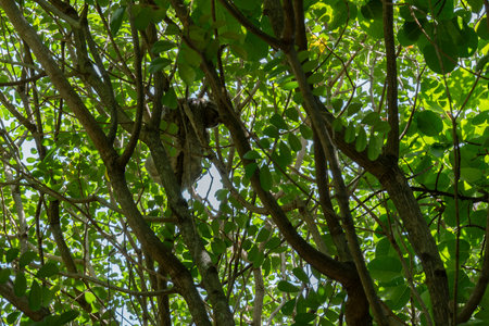 Sloth high in the Canopy of the Atlantic forest in Brazilの写真素材