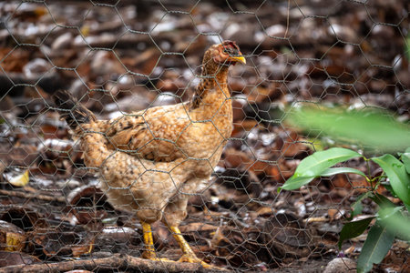 Brazilian ecological free hen behind chicken wireの写真素材