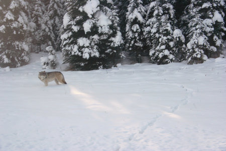Wolf
