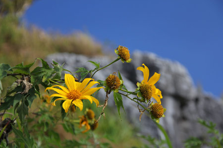 Maxican flower in north of Thailand