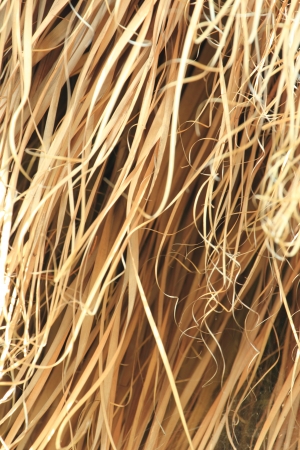 Wallpaper hayの写真素材