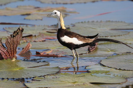 Pheasant-tailed Jacana, の写真素材