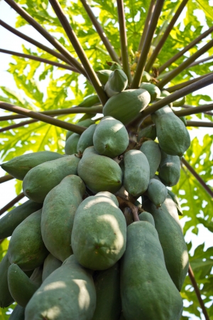 Ripe fruit green  の写真素材