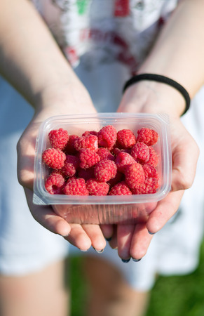 female hands lay a bunch of ripe delicious fresh raspberriesの写真素材