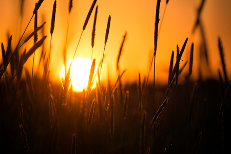 Photo of the spikelets of plants against the sunset backgroundの写真素材