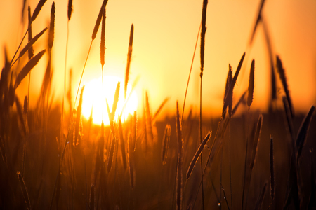 Photo of the spikelets of plants against the sunset backgroundの写真素材
