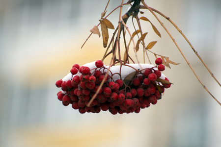 A bunch of mountain ash on a branch under the snowの写真素材