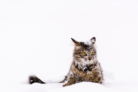 Photo of a fluffy striped cat sitting in the snowの写真素材