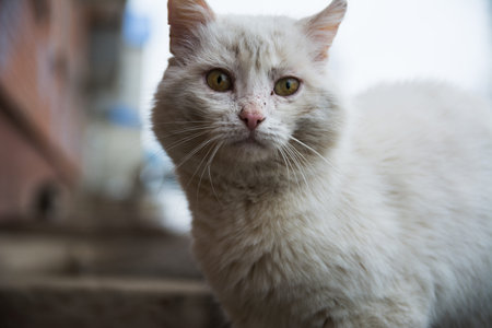 Photo of a homeless dirty white cat on the street