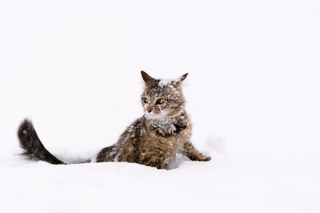 Photo of a fluffy striped cat sitting in the snowの写真素材