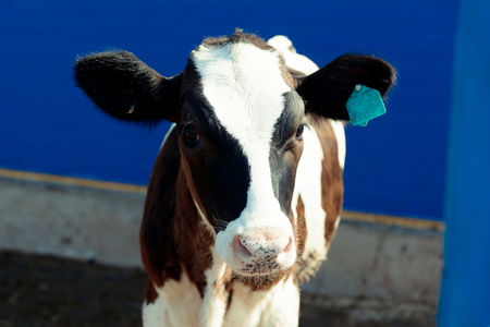 Photo of a black and white cow on a cattle farmの写真素材