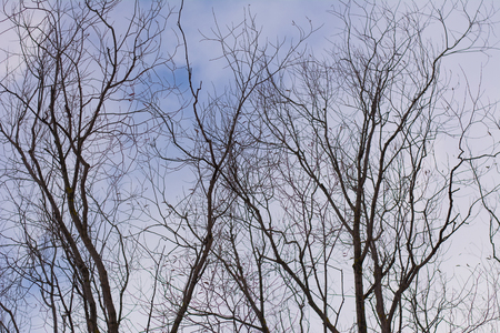 bare branches tree and blue skyの写真素材