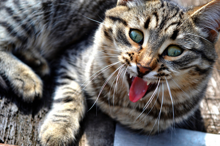 funny cat yawning mouth full. funny animalsの写真素材