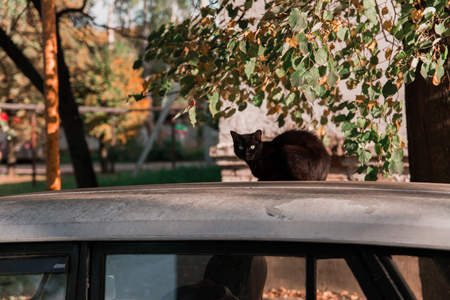 A black cat sits on the roof of an old carの写真素材