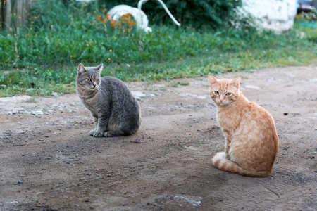 Two big beautiful cats sit on a roadの写真素材