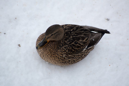 Female ducks covered with snow sits on the snowの写真素材