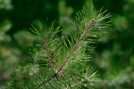 Fresh green fir branch in the forestの写真素材
