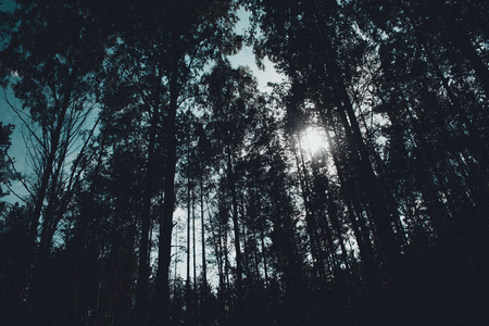 Mystic forest, sun rays entering trough the fog in the morningの写真素材