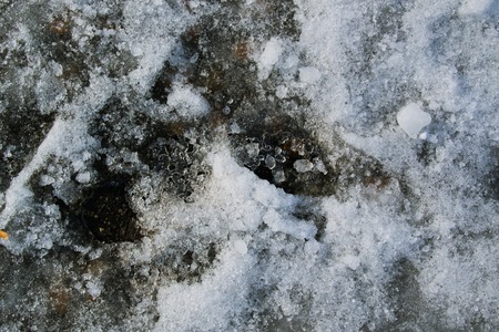 Texture of broken ice on asphalt. A good background of frozen waterの写真素材