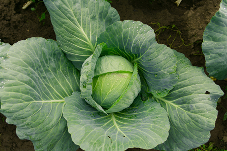 Cabbage head growing on the vegetable bedの写真素材