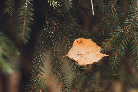 Toned background with fallen autumn leaf. A sheet closeup lies on the branches of spruceの写真素材